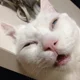 개같은냥이