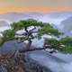 삶은다모앙