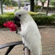 bird아빠