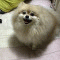 안즈